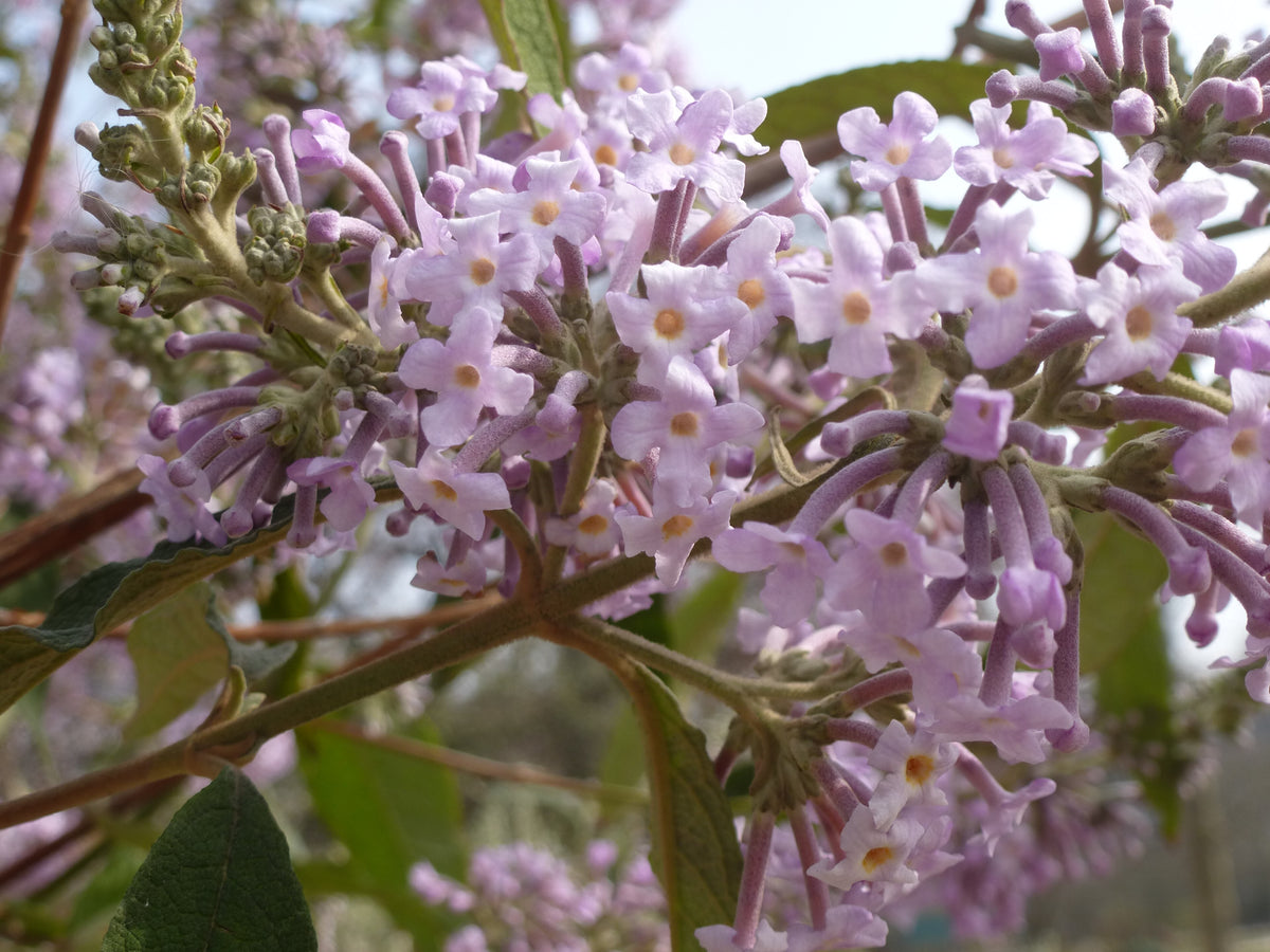 Buddleja officinalis in bloom