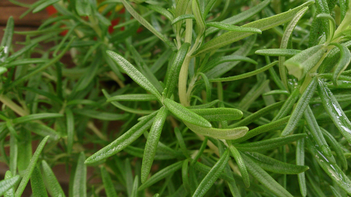Rosemary leaf
