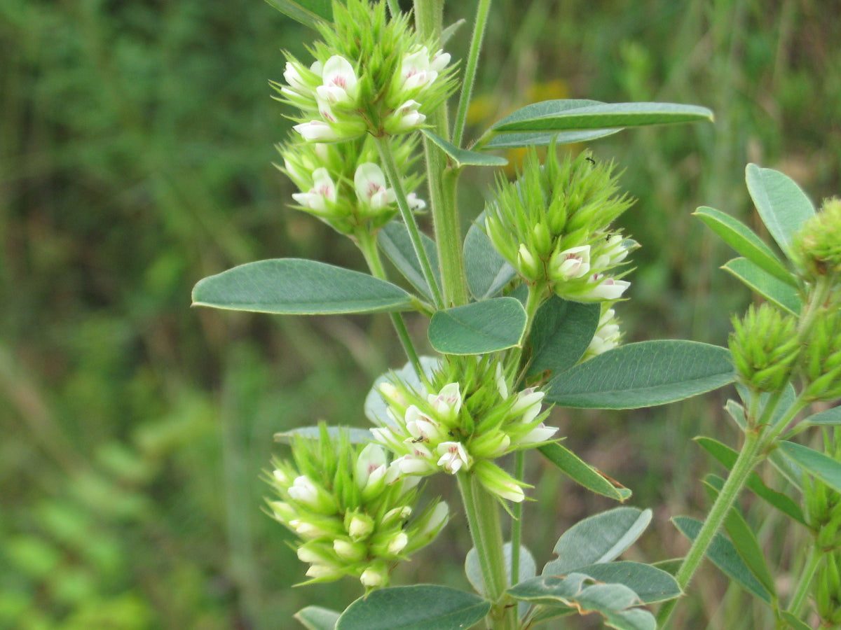 Lespedeza capitata in bloom